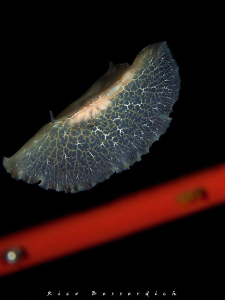 Flatworm v/s Sea&Sea strobe arm ;-) by Rico Besserdich 